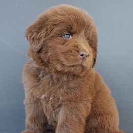 Hazel (Black) - Brown female Newfoundland puppy in Winfield, Pennsylvania from Najuananlo Newfoundlands