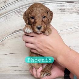 Phoenix (Aqua Collar) - Red  female Goldendoodle puppy in Scurry, Texas from 07 Seven Oaks Goldens and Doodles