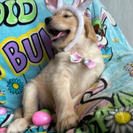 Ms. Pink (Princess Belle) - Golden female Golden Retriever puppy in Umatilla, Florida from AT Marvelous Kennels (AKA AT Marvelous Pet Services)