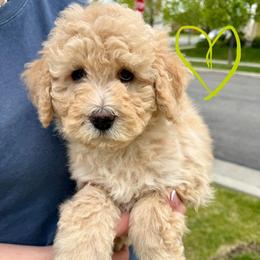 Playful Sis' - Light Green - Girl - Yellow and white female Bernedoodle puppy in South Jordan, Utah from Ellas.Pups (Bernedoodles & Cavapoos)