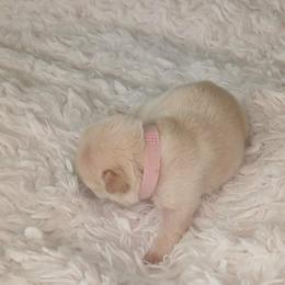 French Bulldog Puppies from Diamond Dreams French Bulldogs