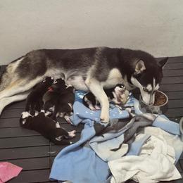 Siberian Husky Puppies from Nikolay Veltchev