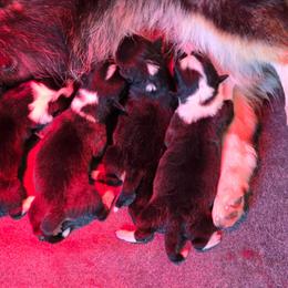 Pembroke Welsh Corgi puppies from Lovebird Corgis
