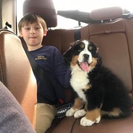  Puppies from Brooks Berner Bears