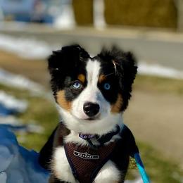 Miniature Australian Shepherd Puppies from All That Auss Mini Aussies