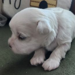 Maltese Puppies from Arizona Maltese Gems