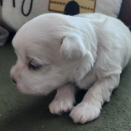 Maltese Puppies from Arizona Maltese Gems