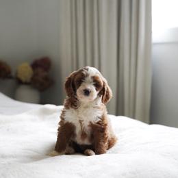 River - Red  female Goldendoodle puppy in Vancouver, Washington from Blissful Doodles