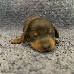 Spur - Gray (blue) and cream male Dachshund puppy in Copperhill, Tennessee from Tuff Country Farm