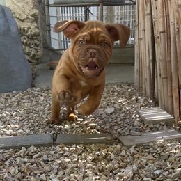 Dogue de Bordeaux Puppies from Toni  Young