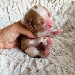 Honey Bun - Blenheim male Cavalier King Charles Spaniel puppy in De Soto, Missouri from Blooming Cavaliers