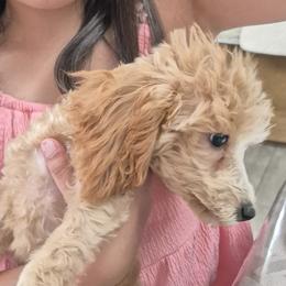 Cheetos - Apricot male Poodle puppy in Chandler, Arizona from Fabi toy Poodle