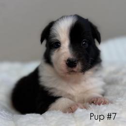 Pup 7 - Black & white female Australian Shepherd puppy in Tehachapi, California from Country Oaks Farm