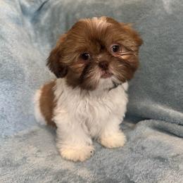 Charlie - Red and white male Shih Tzu puppy in California from Boodaboo Shih Tzu’s