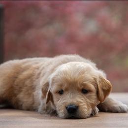 Pansy - Golden female Golden Retriever puppy in Saint Joe, Indiana from Golden Acres Farm