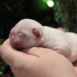 Lorelai - Cream female French Bulldog puppy in Pueblo, Colorado from Double B Bulldogs