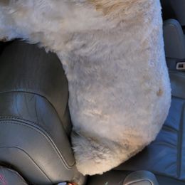 Layla - Goldendoodle