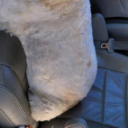 Layla - Goldendoodle
