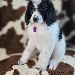Clarabelle - Parti female Poodle puppy in Mcbain, Michigan from Northern Creek