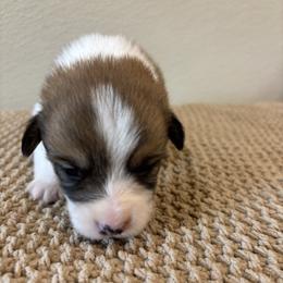 XANDER AKC - Sable male Pembroke Welsh Corgi puppy in Hinton, Oklahoma from Green Cloud Ranch