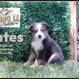 Yates - Red male Miniature Australian Shepherd puppy in Madisonville, Texas from Flying LL Aussies