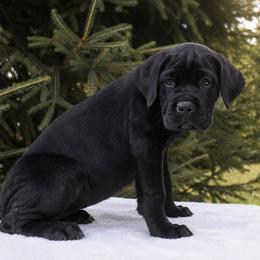 Zoe - Black female Cane Corso puppy in Seattle, Washington from Grande Kennels