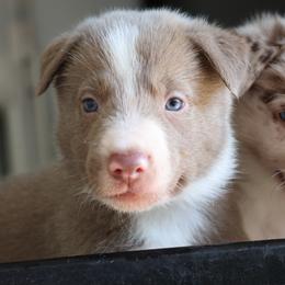 Tino - Lilac male Border Collie puppy in Courtland, Alabama from C Bar C Ranch Border Collies