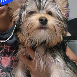Boy 1 - Chocolate, tan and white Yorkshire Terrier puppy in Sanford, Florida from Yorkies Parti of 4