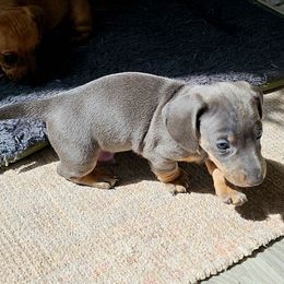 Gray - Blue and cream male Dachshund puppy in Carrollton, Virginia from Yelena's Dachshunds