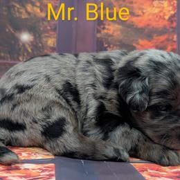 Goldendoodle, Golden Retriever, Labradoodle, and Labrador Retriever Puppies from Robertson's Retrievers and Doodles
