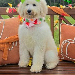 Maggie's Lime Girl - Cream female Goldendoodle puppy in Kountze, Texas from Texas Doodles LLC