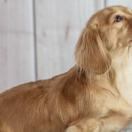 Bella Rose - Dachshund