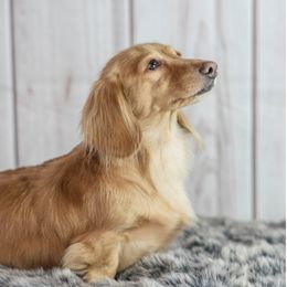 Bella Rose - Dachshund