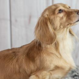 Bella Rose - Dachshund
