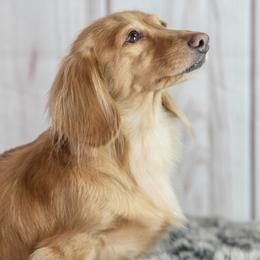 Bella Rose - Dachshund