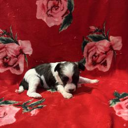 TopBrass Kopy Kat 'Daphne' - Sable female Chinese Crested puppy in Auburn, Kansas from TopBrass Kennels