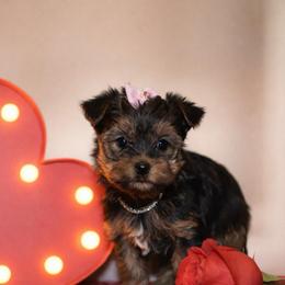 Girl 1 - Gold female Yorkshire Terrier puppy in Carmichael, California from Mckeever's Yorkies