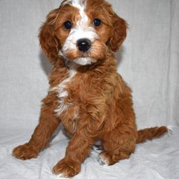 Sushi - Red  female Goldendoodle puppy in Jasper, Indiana from Hilltop Pups LLC