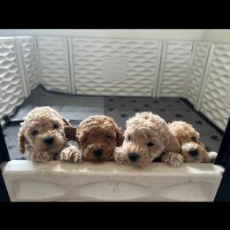 Poodle All Grown Up from Cuddle paws poodles