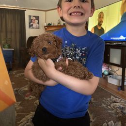 Poodle and West Highland White Terrier Puppies from JJs Puppies of the Carolinas