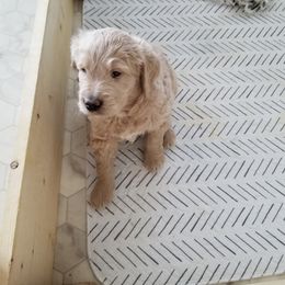 Bernedoodle and Goldendoodle Puppies from Cookies and Cream Doodles
