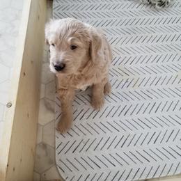 Bernedoodle and Goldendoodle Puppies from Cookies and Cream Doodles