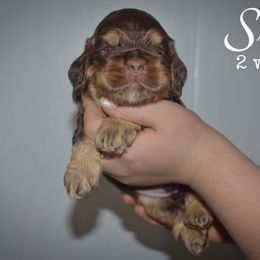 Sven - Brown and tan male Cocker Spaniel puppy in Myerstown, Pennsylvania from The Cocker Cingdom