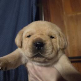 Purple Female - Yellow female Labrador Retriever puppy in Andrews, South Carolina from Leyland Cypress Retrievers