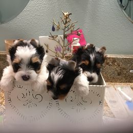 Biewer Terrier Puppies from Janeve's  Biewers