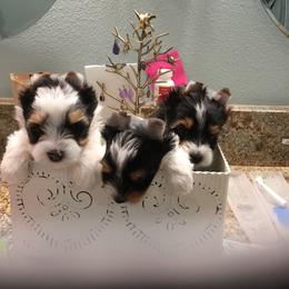 Biewer Terrier Puppies from Janeve's  Biewers