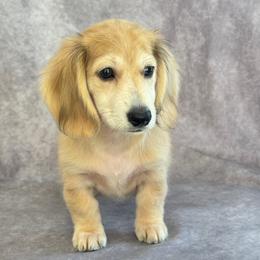 Argos - Cream male Dachshund puppy in Sumrall, Mississippi from Huckleberry Tails