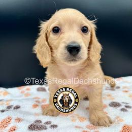 Keith - Cream male Dachshund puppy in Houston, Texas from Texas Regal Dachshunds LLC