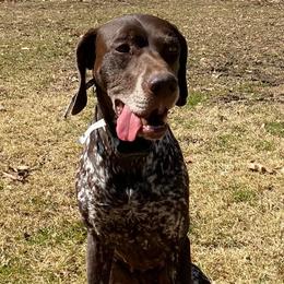 German Shorthaired Pointers from penny rockefeller