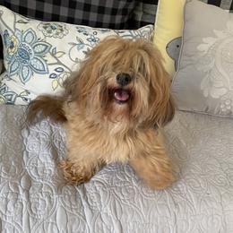 Mystery - Havanese